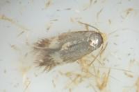 Stigmella