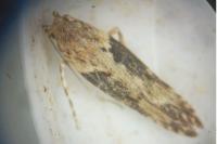 Scrobipalpa costella