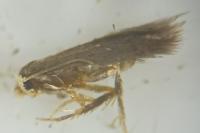 Stigmella