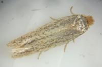 Trifurcula