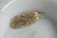 Agonopterix