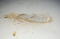 Phyllonorycter