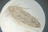 Psoricoptera gibbosella