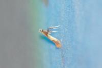Caloptilia alchimiella