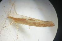 Argyresthia albistria/semitestacella
