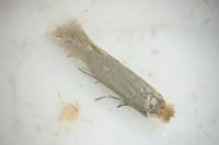 Bucculatrix