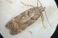 Teleiopsis diffinis