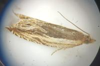 Ancylis apicella