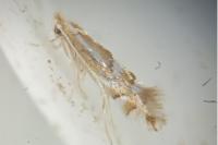Phyllonorycter