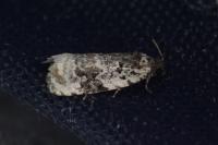 Celypha woodiana