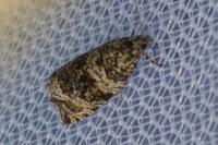 Celypha lacunana