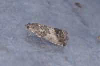 Cydia splendana