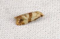Phalonidia contractana