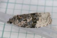 Apotomis betuletana