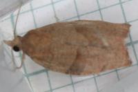 Pandemis heparana