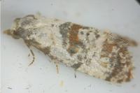 Neocochylis hybridella