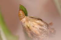 Coleophora artemisicolella