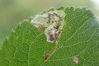 Ectoedemia spinosella