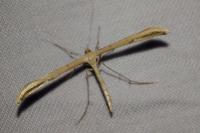 Emmelina monodactyla