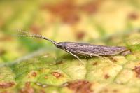 Coleophora texanella