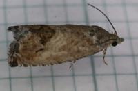 Cydia fagiglandana/splendana