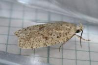 Agonopterix