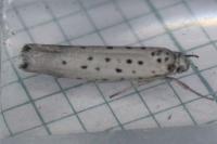 Yponomeuta sedella