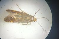 Apodia bifractella