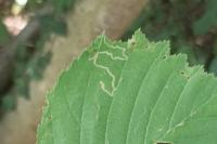 Stigmella microtheriella