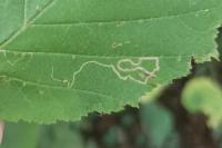 Stigmella microtheriella