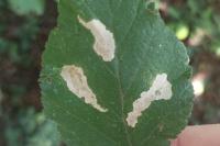 Coptotriche marginea