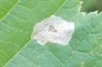 Phyllonorycter coryli