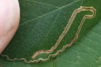 Stigmella aurella/splendidissimella
