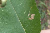 Stigmella salicis