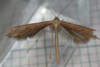 Emmelina monodactyla