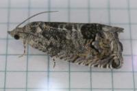 Cydia splendana
