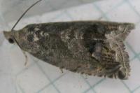 Cydia splendana