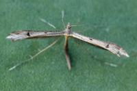 Stenoptilia coprodactyla
