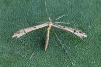 Stenoptilia coprodactyla