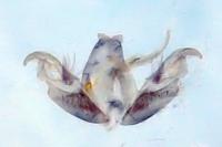 Stenoptilia coprodactyla
