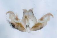 Stenoptilia coprodactyla