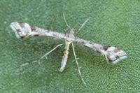 Platyptilia tesseradactyla