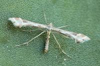 Platyptilia tesseradactyla