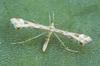 Platyptilia tesseradactyla
