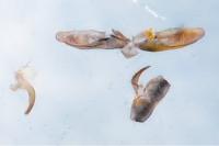 Platyptilia tesseradactyla