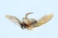 Platyptilia tesseradactyla