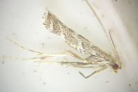 Acrocercops brongniardella