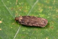 Depressaria ultimella