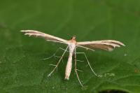 Oxyptilus laetus