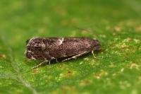 Cydia coniferana